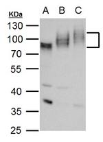 CD155 Polyclonal Antibody