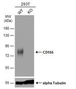 CD155 Antibody in Western Blot (WB)