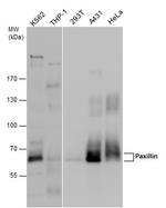 Paxillin Antibody in Western Blot (WB)