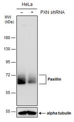 Paxillin Polyclonal Antibody