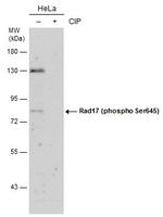 Phospho-RAD17 (Ser645) Polyclonal Antibody