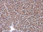 p130 Antibody in Immunohistochemistry (Paraffin) (IHC (P))