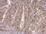p130 Antibody in Immunohistochemistry (Paraffin) (IHC (P))