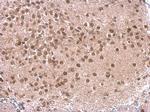 p130 Polyclonal Antibody