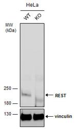 REST Antibody in Western Blot (WB)