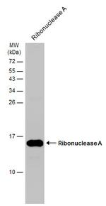 RNase1 Antibody in Western Blot (WB)