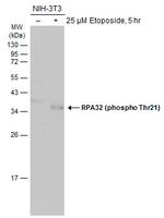 Phospho-RPA2 (Thr21) Antibody in Western Blot (WB)