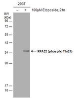 Phospho-RPA2 (Thr21) Antibody in Western Blot (WB)