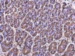MRPL23 Antibody in Immunohistochemistry (Paraffin) (IHC (P))