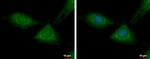 RPL37 Polyclonal Antibody