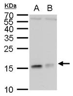 RPL37 Antibody in Western Blot (WB)
