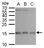 RPL37 Antibody in Western Blot (WB)