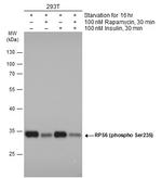 Phospho-S6 (Ser235) Antibody in Western Blot (WB)