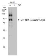 Phospho-RSK1 (Thr573) Antibody in Western Blot (WB)