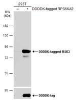 RSK3 Polyclonal Antibody