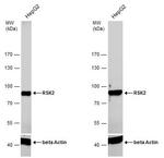 RSK2 Antibody in Western Blot (WB)