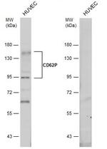 P-Selectin Antibody in Western Blot (WB)