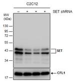 SET Antibody in Western Blot (WB)
