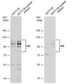 SKI Antibody in Western Blot (WB)