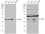 SKP2 Antibody in Western Blot (WB)