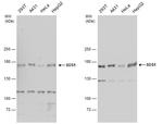 SOS1 Antibody in Western Blot (WB)