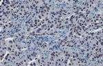 SP3 Antibody in Immunohistochemistry (Paraffin) (IHC (P))