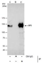SP3 Antibody in Immunoprecipitation (IP)