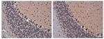 SPARC Antibody in Immunohistochemistry (Paraffin) (IHC (P))