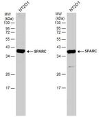 SPARC Antibody in Western Blot (WB)