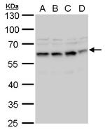 STCH Polyclonal Antibody