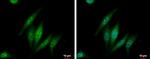MSP Antibody in Immunocytochemistry (ICC/IF)