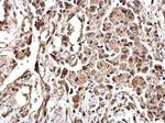 MSP Antibody in Immunohistochemistry (Paraffin) (IHC (P))