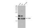 TCEB1 Polyclonal Antibody