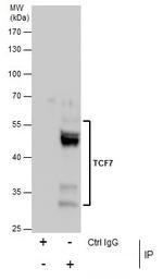 TCF7 Antibody in Immunoprecipitation (IP)