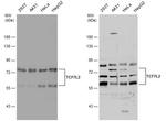 TCF7L2 Antibody in Western Blot (WB)