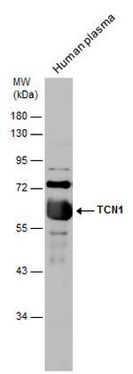 TCN1 Polyclonal Antibody