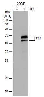 TEF Polyclonal Antibody