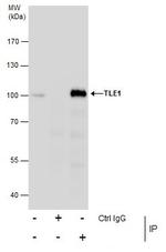 TLE1 Antibody in Immunoprecipitation (IP)