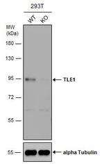 TLE1 Antibody in Western Blot (WB)