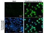 Phospho-p53 (Ser15) Antibody in Immunocytochemistry (ICC/IF)