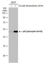 Phospho-p53 (Ser15) Antibody in Western Blot (WB)