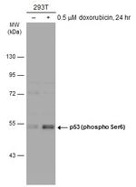 Phospho-p53 (Ser6) Antibody in Western Blot (WB)