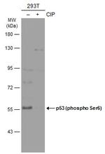 Phospho-p53 (Ser6) Antibody in Western Blot (WB)