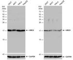 UBC9 Antibody in Western Blot (WB)