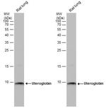 Uteroglobin Antibody in Western Blot (WB)