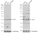 USF2 Antibody in Western Blot (WB)