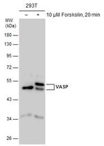VASP Antibody in Western Blot (WB)