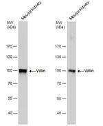Villin Antibody in Western Blot (WB)