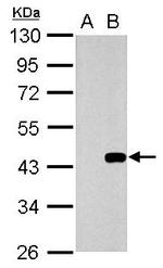 WNT3 Polyclonal Antibody
