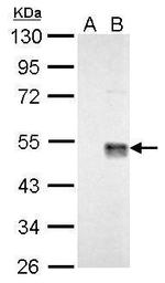 WNT7A Polyclonal Antibody